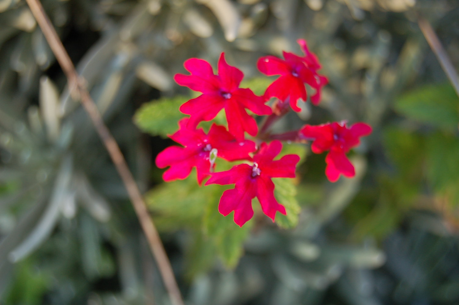 The Garden