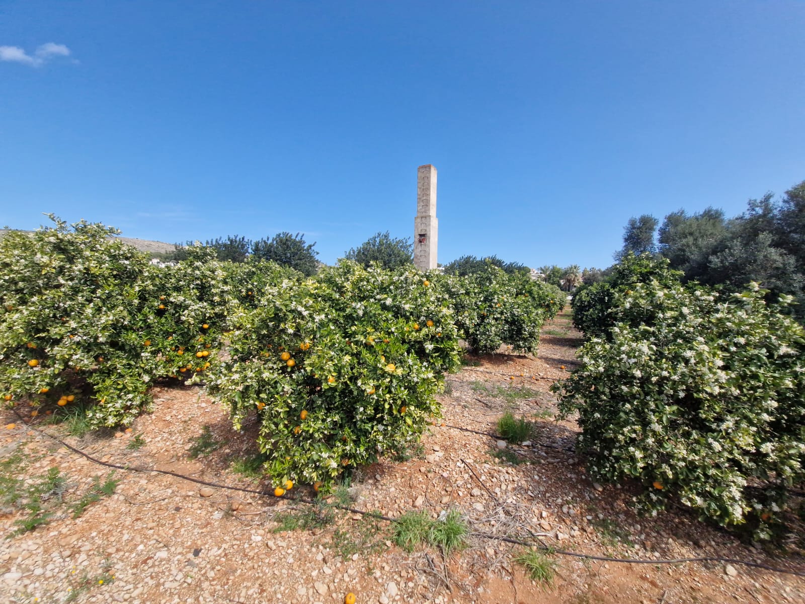 Orange groves near Javea